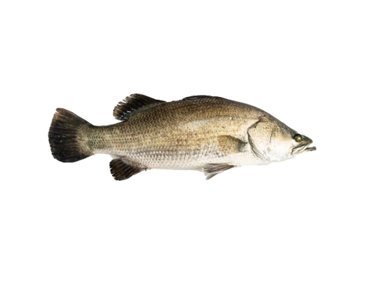 KS Aqua Sea Bass Fish | myaeon2go