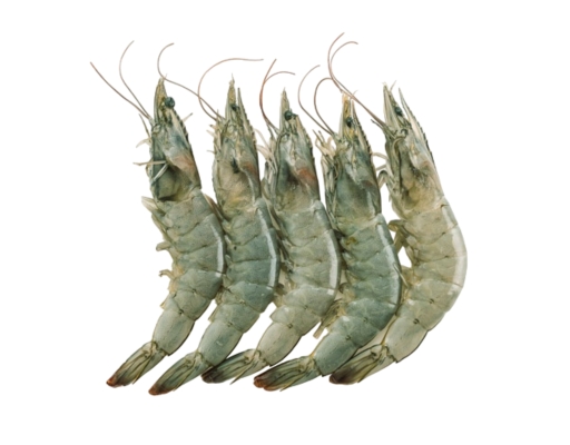 Udang Putih L image 0
