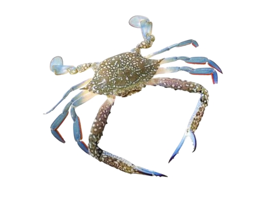 Ketam Bunga image 0