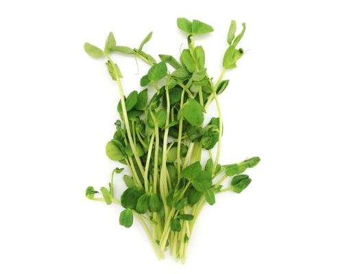 Organic Pea Sprout Zenxin image 0