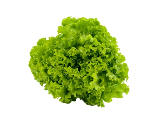 Segar2go Salanova Batavia Lettuce | myaeon2go