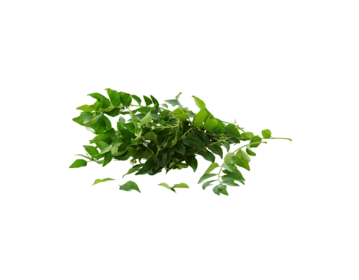 Curry Leaves image 1