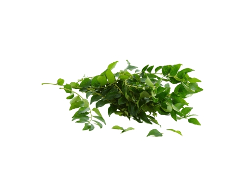 Curry Leaves image 2