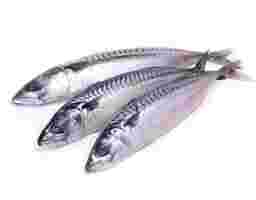 Fish & Seafood | Fresh Seafood Online – myAEON2go