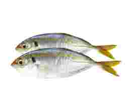 Fish & Seafood | Fresh Seafood Online – myAEON2go