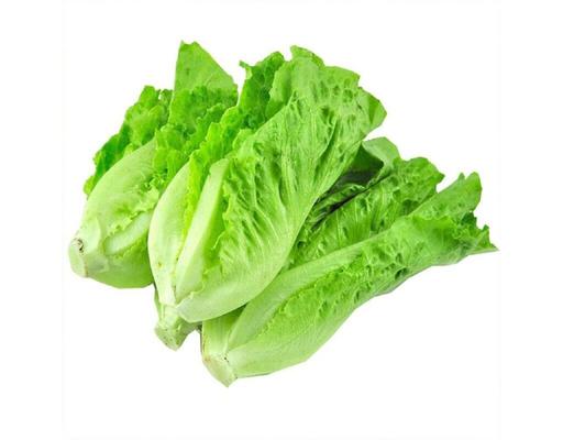 Salad King Lettuce USFL
