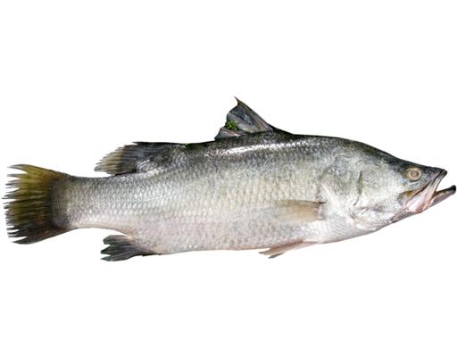 Fish & Seafood | Fresh Seafood Online – myAEON2go