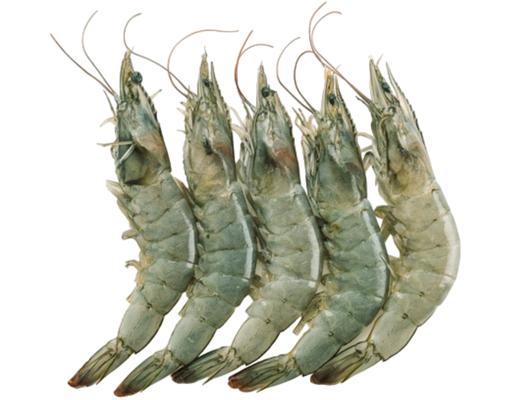 Udang Putih L