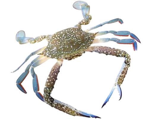 Ketam Bunga