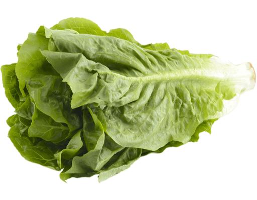 Romaine Lettuce Segar2go